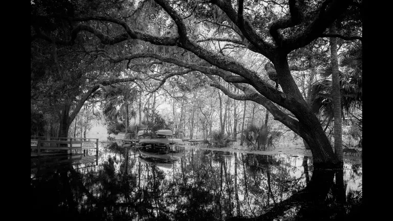 Southern trees in water in black and white