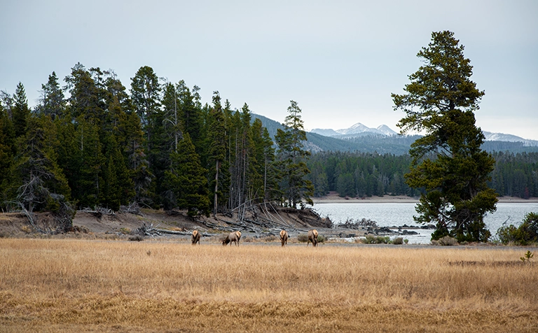 Yellowstone National Park